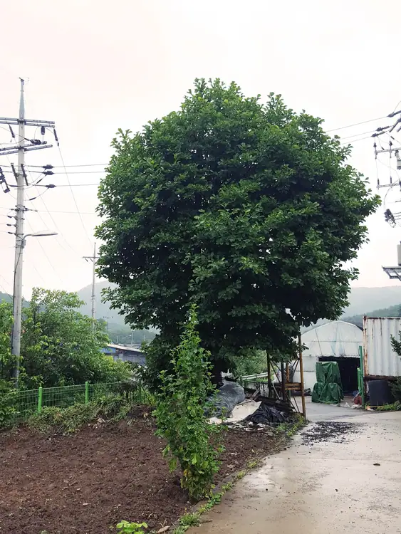 깨끗하고맛조은가래실표고버섯농장 사진 1