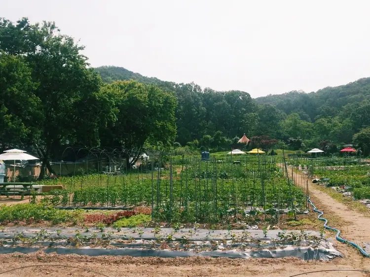 소래산주말농장 사진 2
