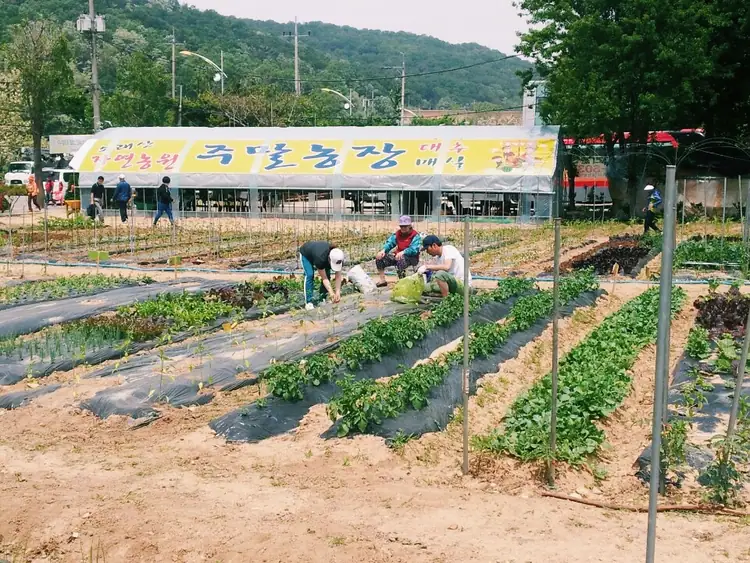 소래산주말농장 사진 3
