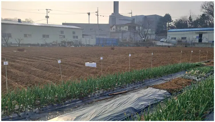 계수동주말농장 사진 4