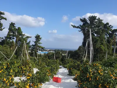 샛별한라봉농장