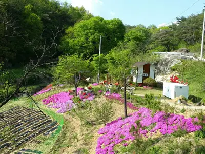 초담정사